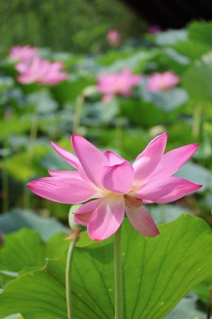 10万国产卡支持！智谱发布轻量级旗舰模型对标DeepSeek